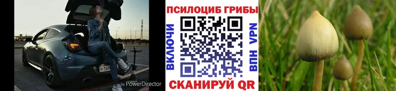 Псилоцибиновые грибы Psilocybe  KRAKEN зеркало  Тетюши 